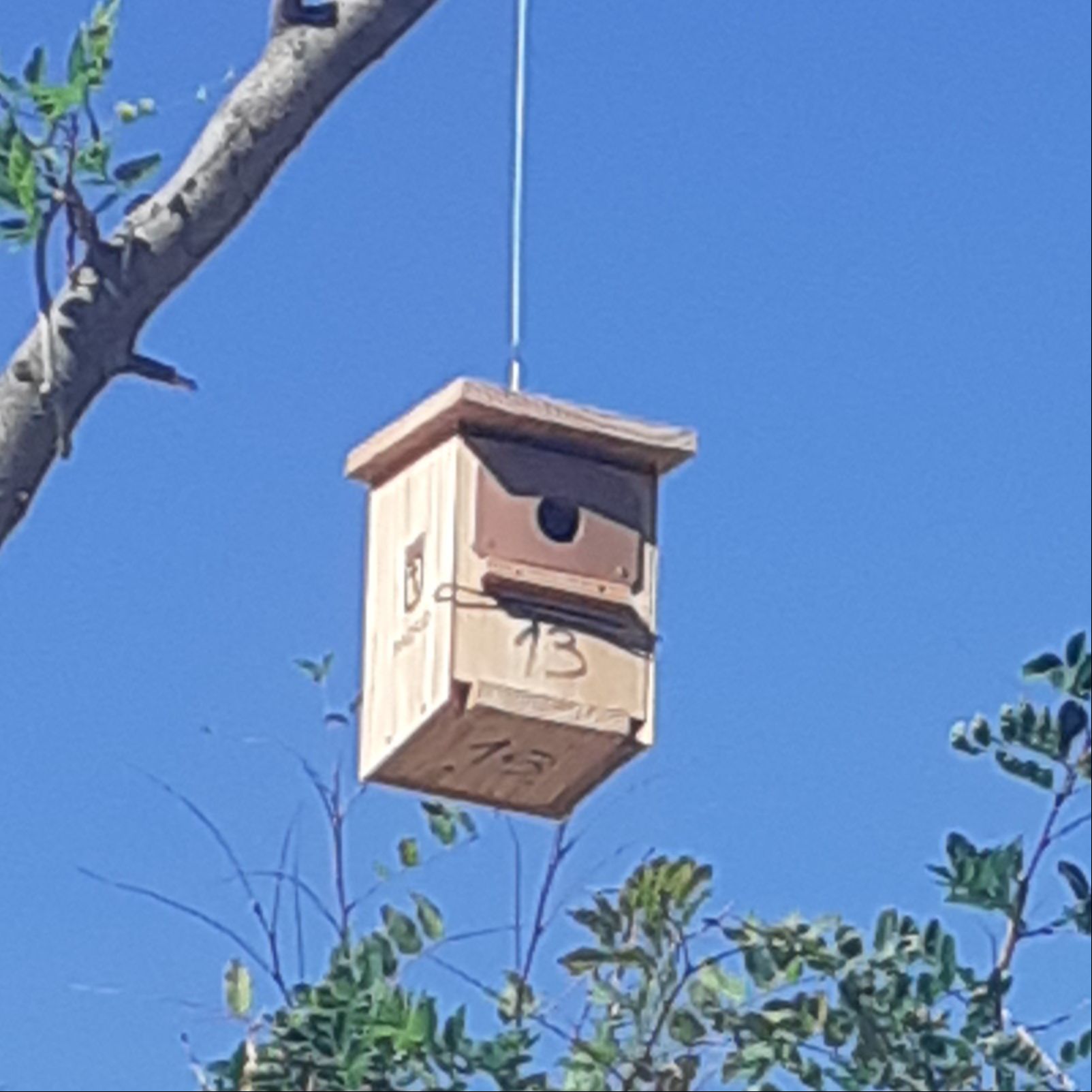 Escribano Palustre - Refugio - 06/10/25