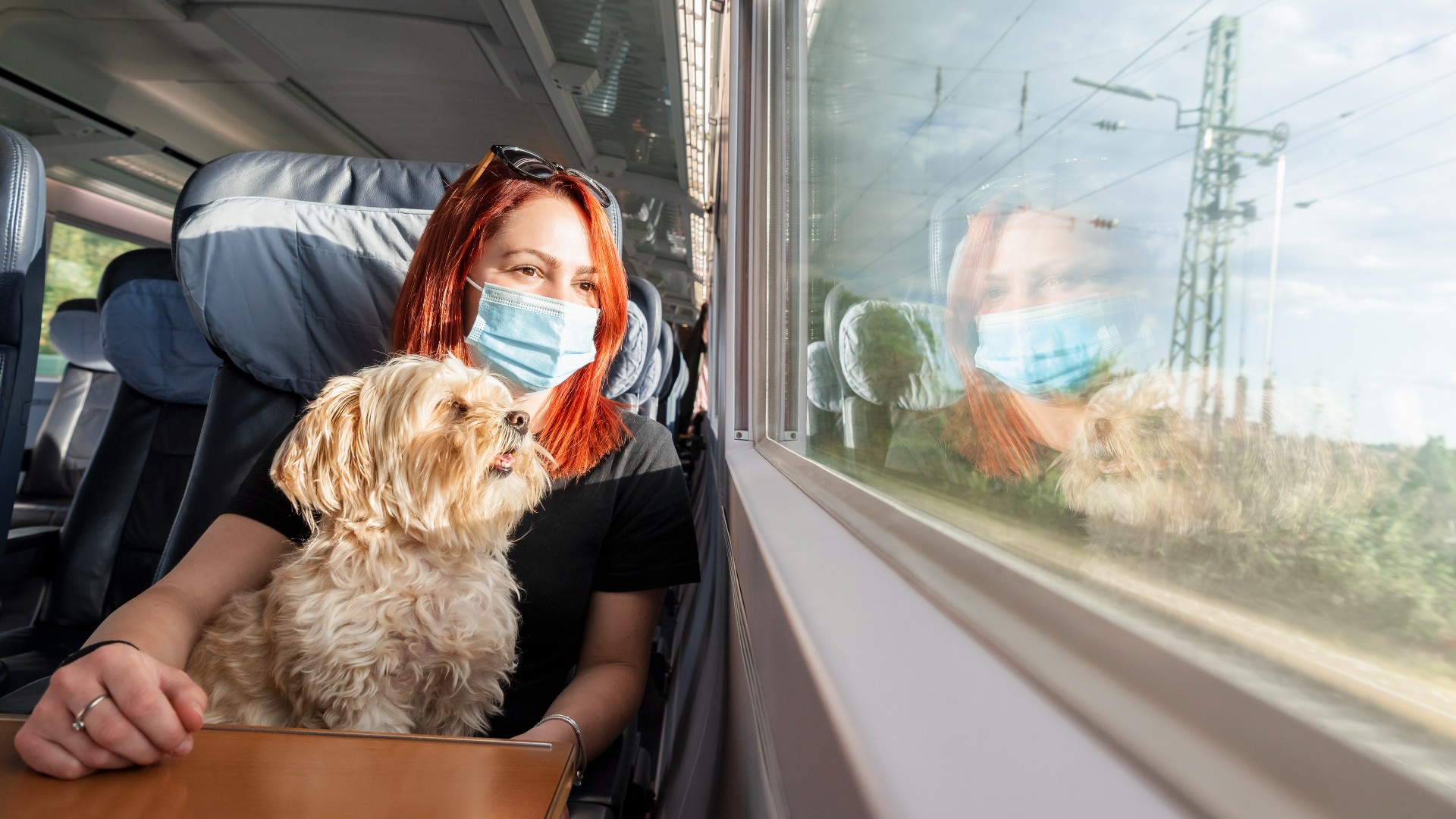 Renfe Pone En Marcha Una Prueba Piloto Para Viajar En AVE Con Perros De ...