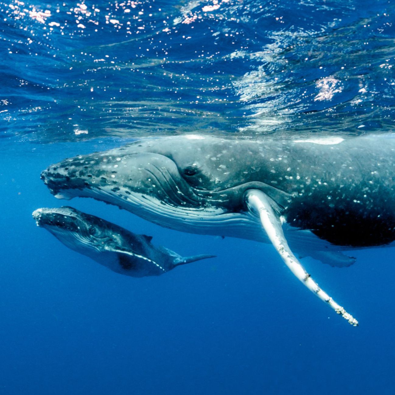 Reportajes 5 Continentes - Las ballenas del Estrecho de Ormuz episode artwork