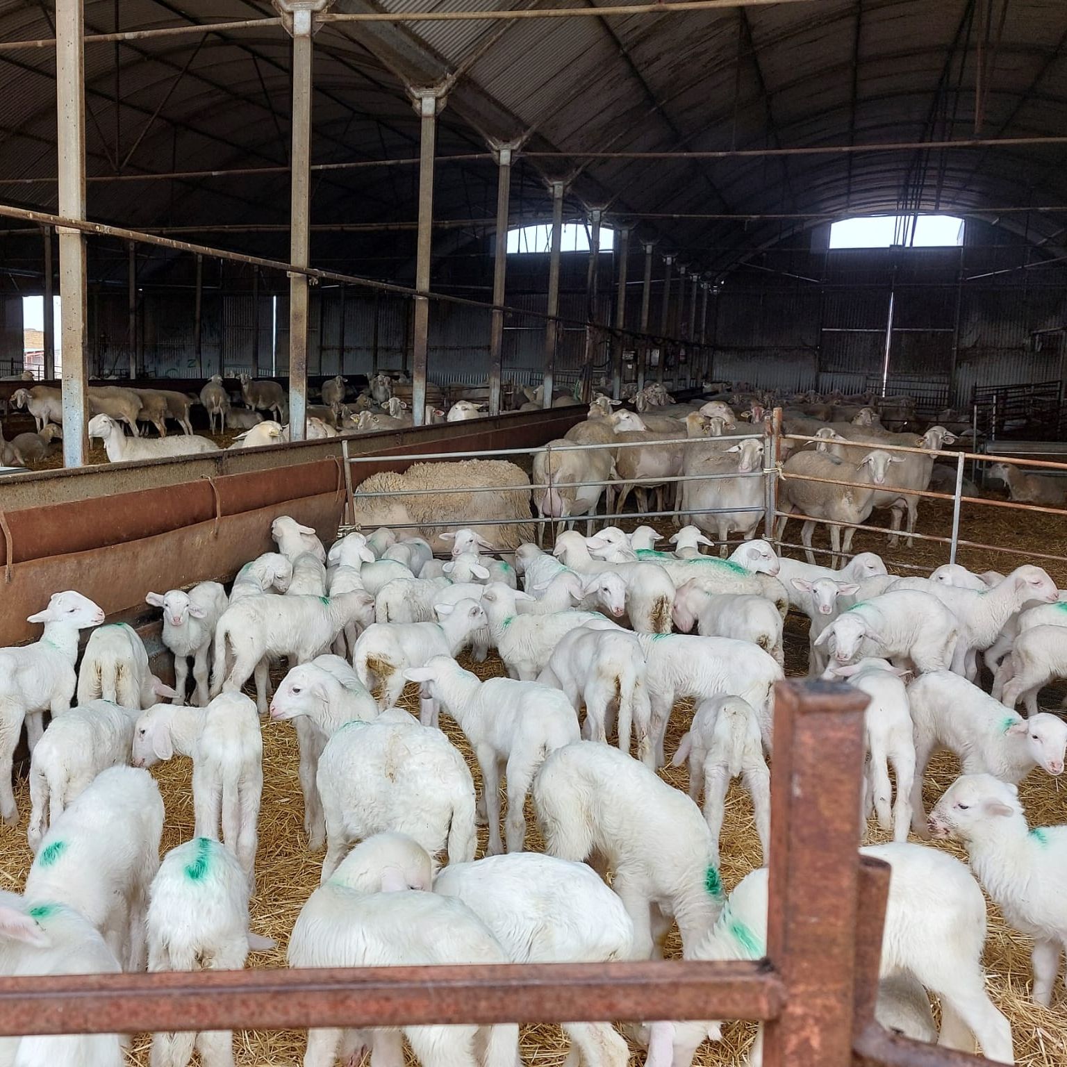 Reportajes Emisoras - Albacete - Venta del cordero manchego en navidad - 18/12/25