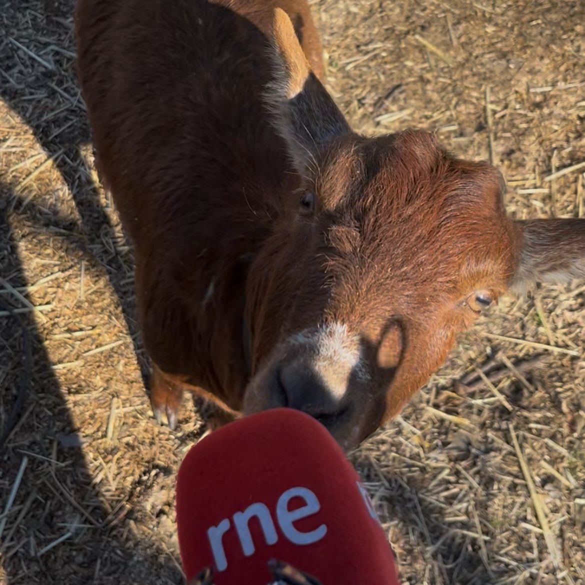 Reportajes Emisoras - Ávila - Renacen las guisandesas - 06/04/26
