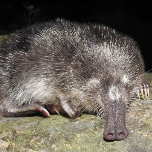 Reportajes Emisoras - A Coruña - La espadaña y el desmán de Los Pirineos - 21/01/25