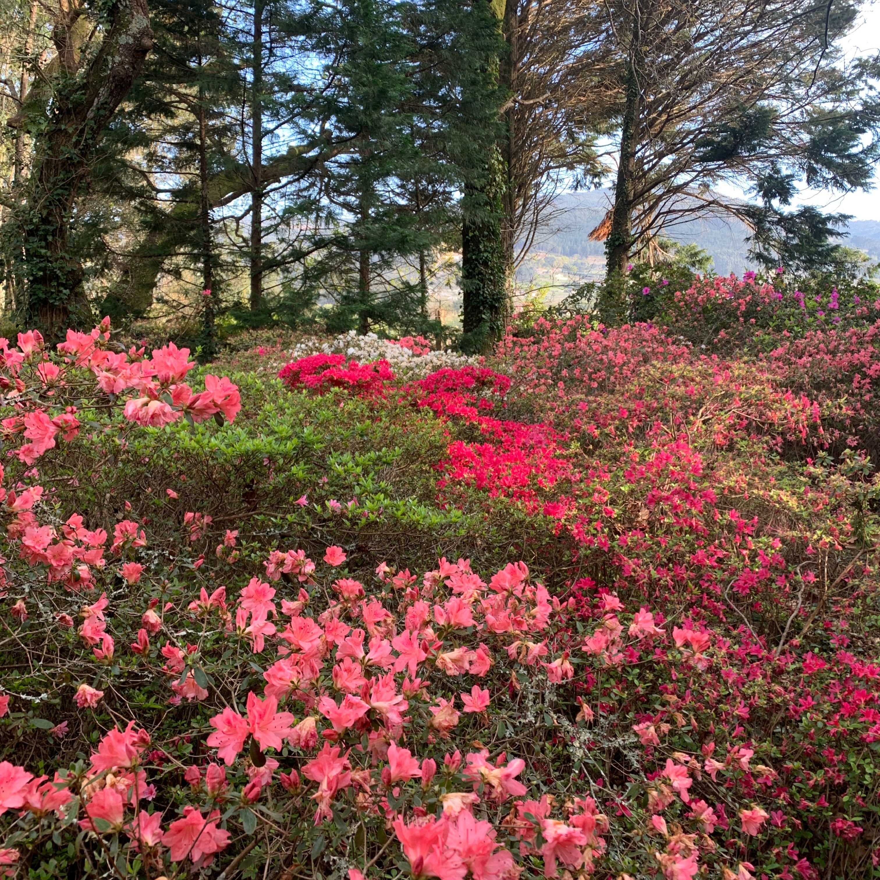 Reportajes Emisoras - Pontevedra - Jardines del Pazo da Saleta - 27/03/26