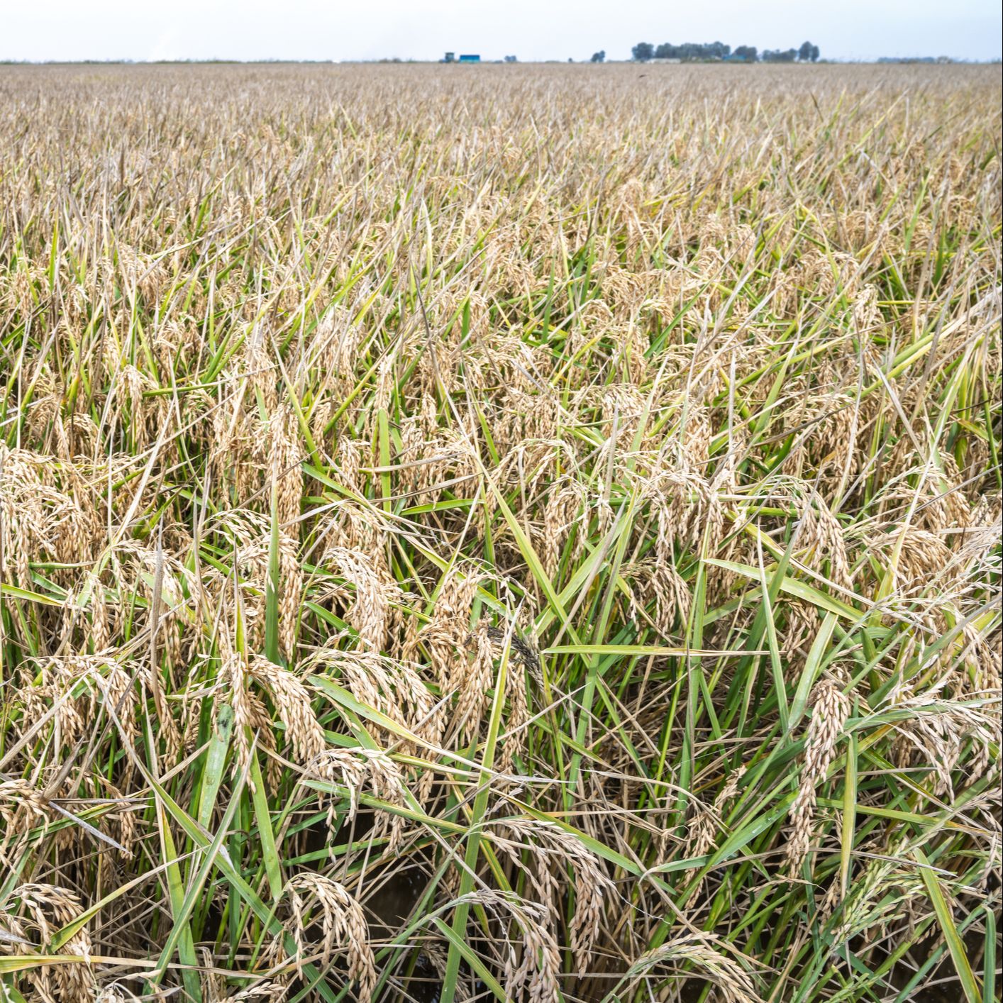Reportajes Emisoras - Sevilla - Los arrozales de las marismas del Guadalquivir - 29/01/26