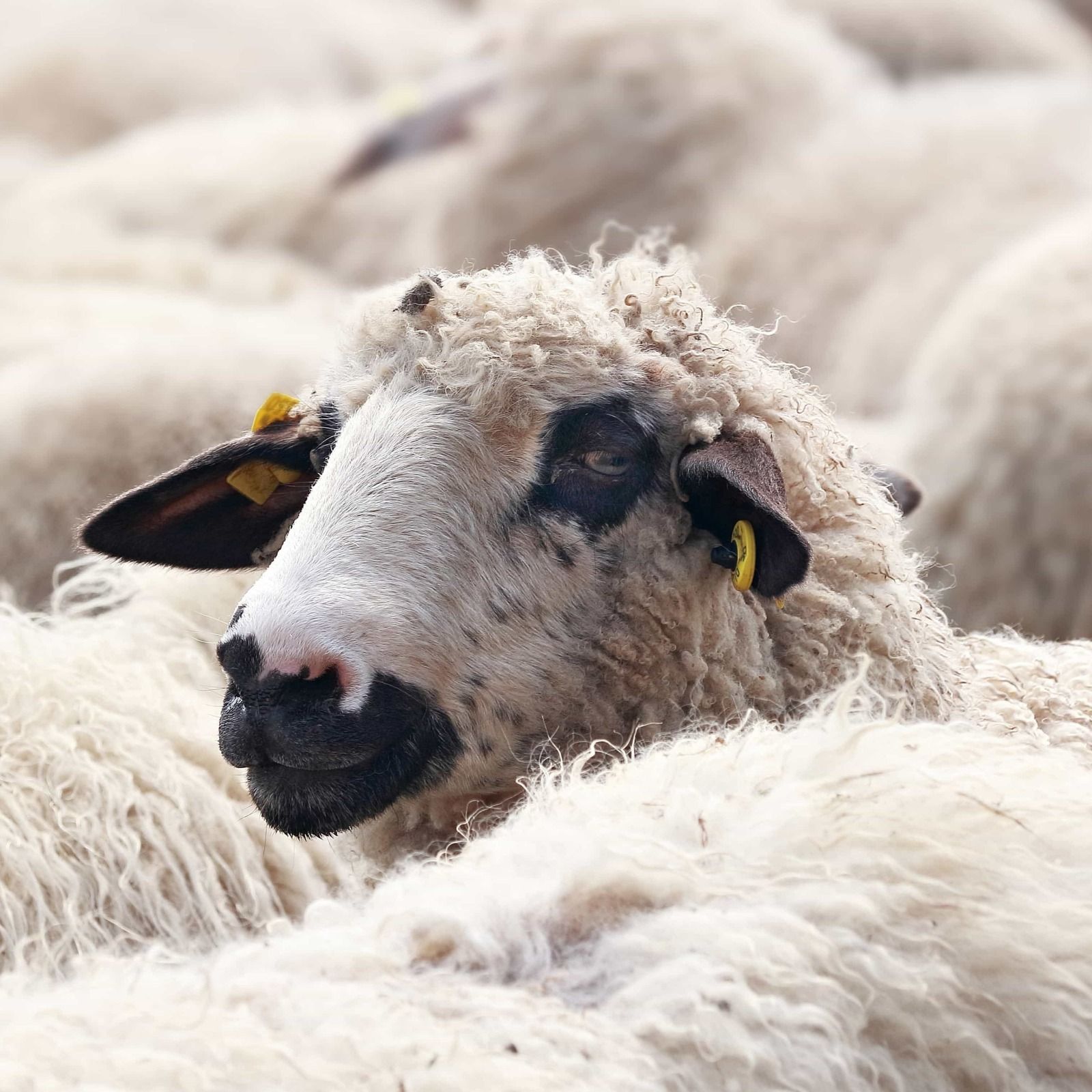 Reportajes Emisoras - Soria - Nueva vida para la lana merina - 20/04/96