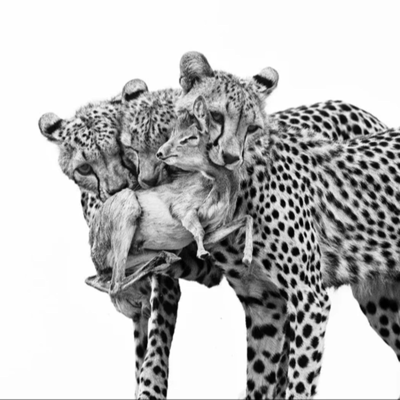 Reserva natural - Marina Cano muestra la belleza feroz de la fauna salvaje - 05/10/25