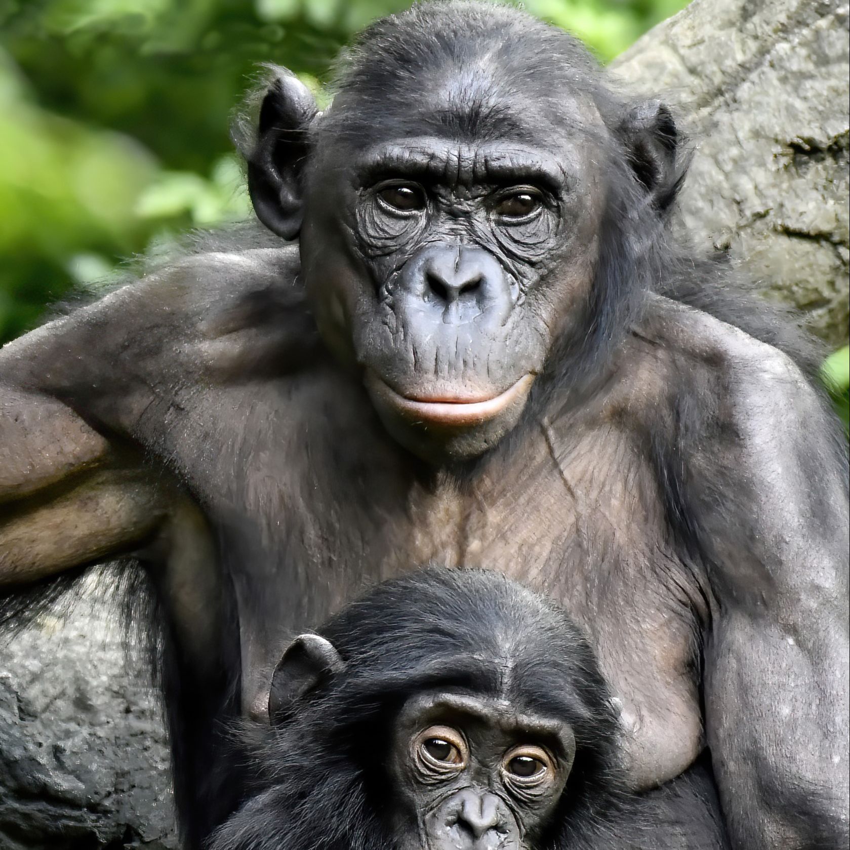 Reserva natural - Pacifismo, grandes simios y humanidad 3.0 - 28/09/25