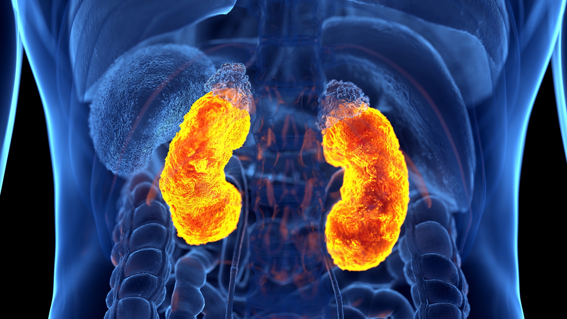 Partes Del Riñon Y Sus Funciones