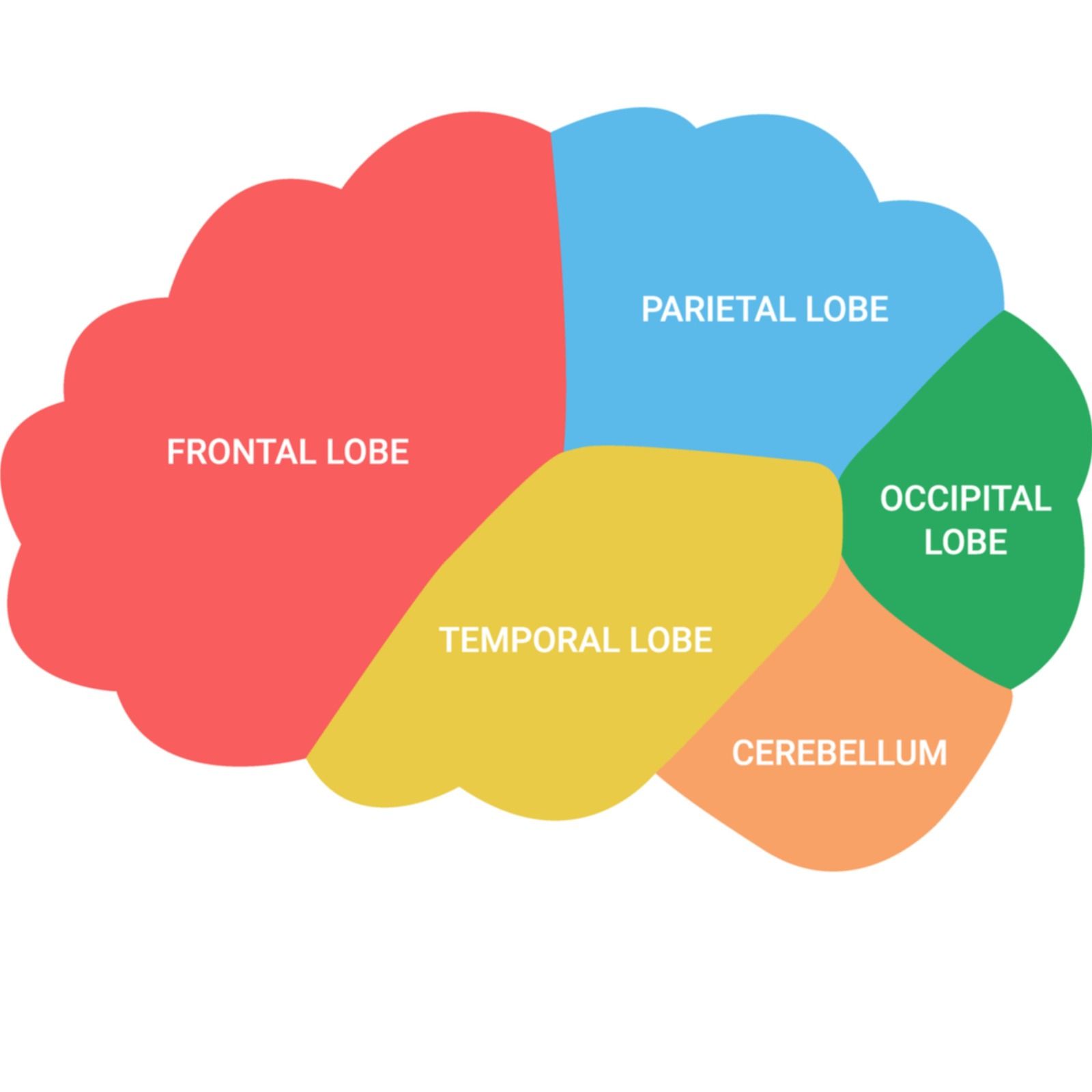 Tras la tormenta | Road trip cerebral: lóbulo temporal y audición [3.17b] - 19/01/26
