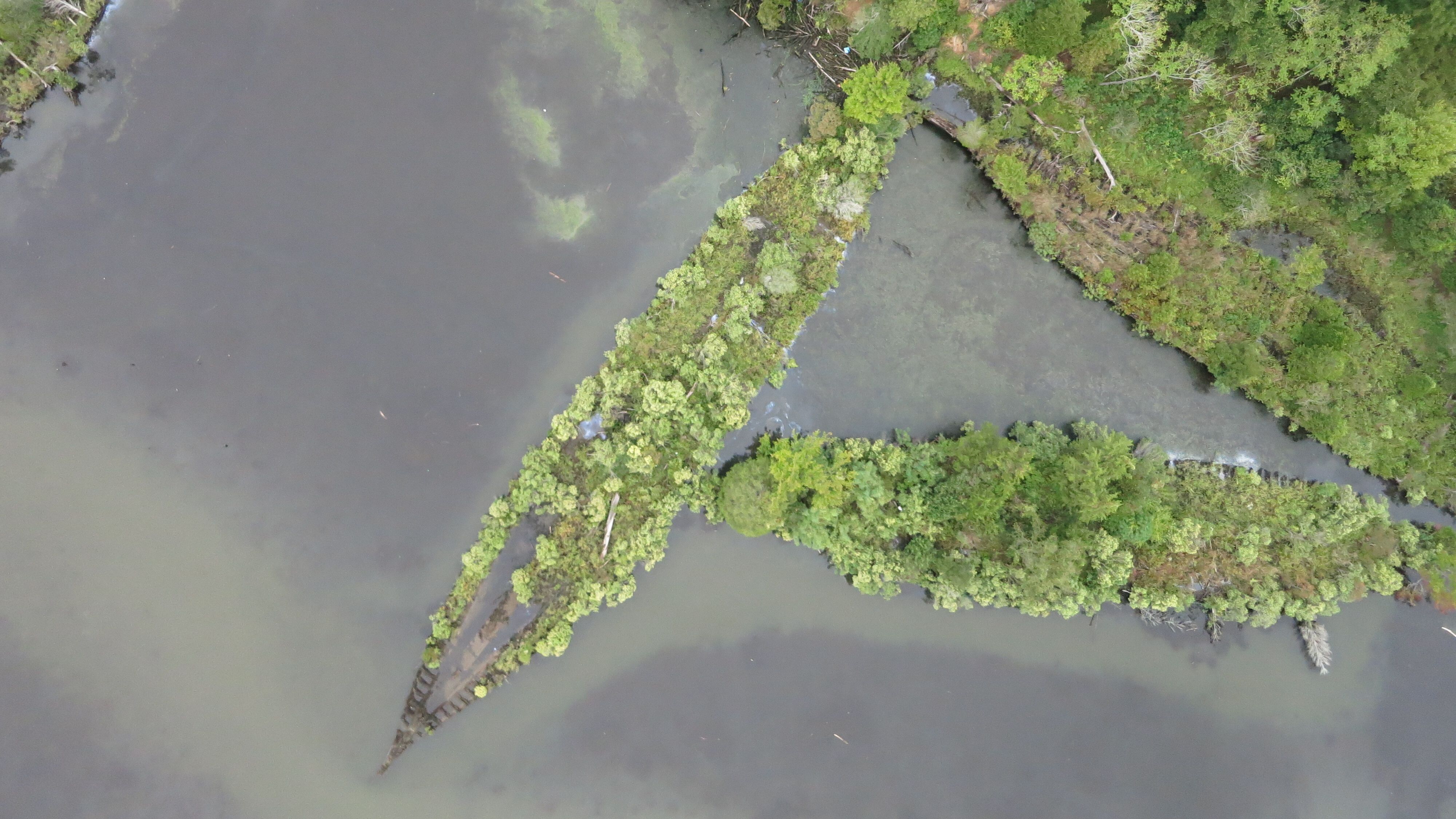 ¿Ruinas de las guerras mundiales o refugio para la biodiversidad? La vida florece en buques y misiles hundidos