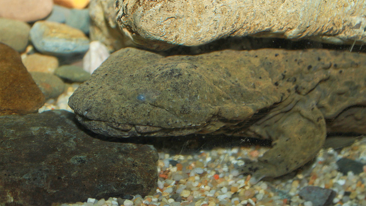 salamandra gigante planeta tierra