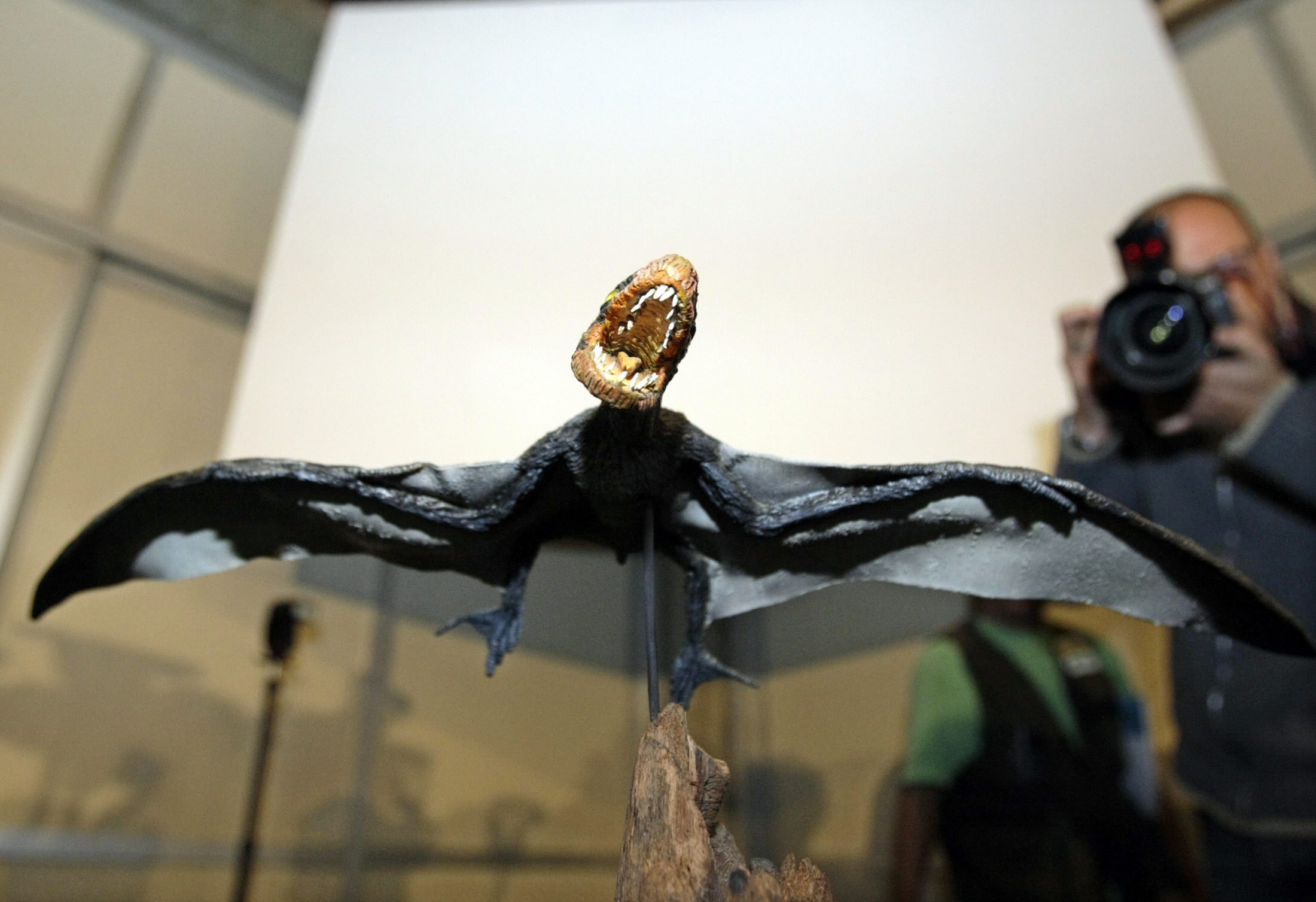 Se presenta en Brasil un fósil de pterosaurio que proporciona nuevos datos sobre este reptil alado