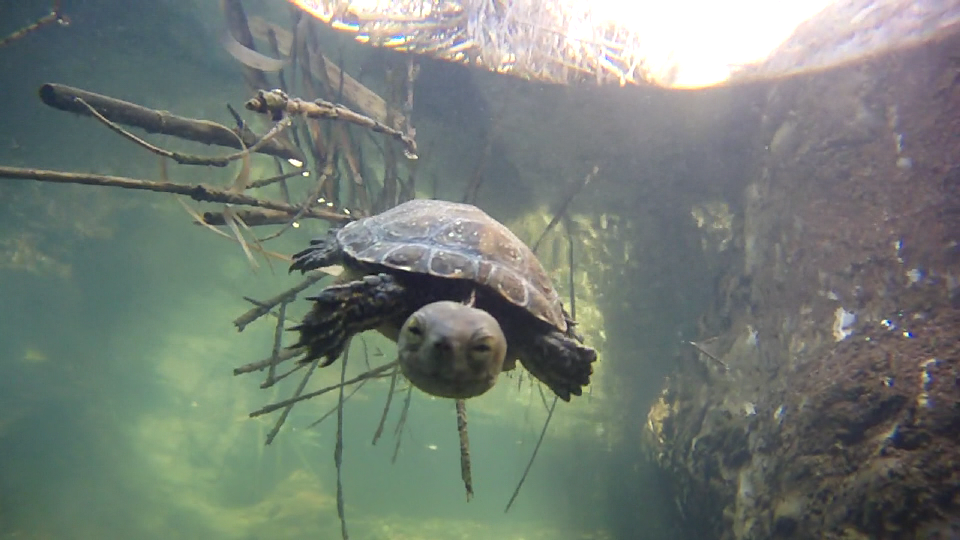 Si el río de Aguas se seca, la tortuga ibérica de agua se extinguirá Si el río de Aguas se seca, la tortuga ibérica de agua se extinguirá