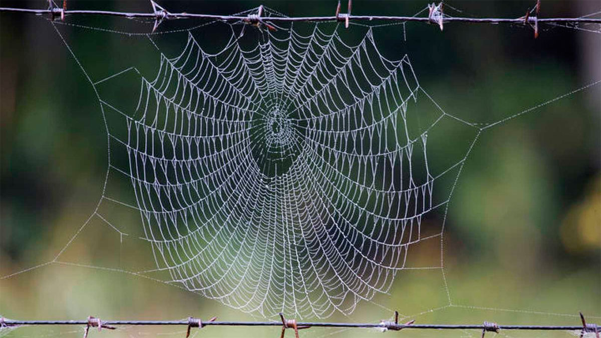 Las telas de araña pueden utilizarse como músculos artificiales para robots