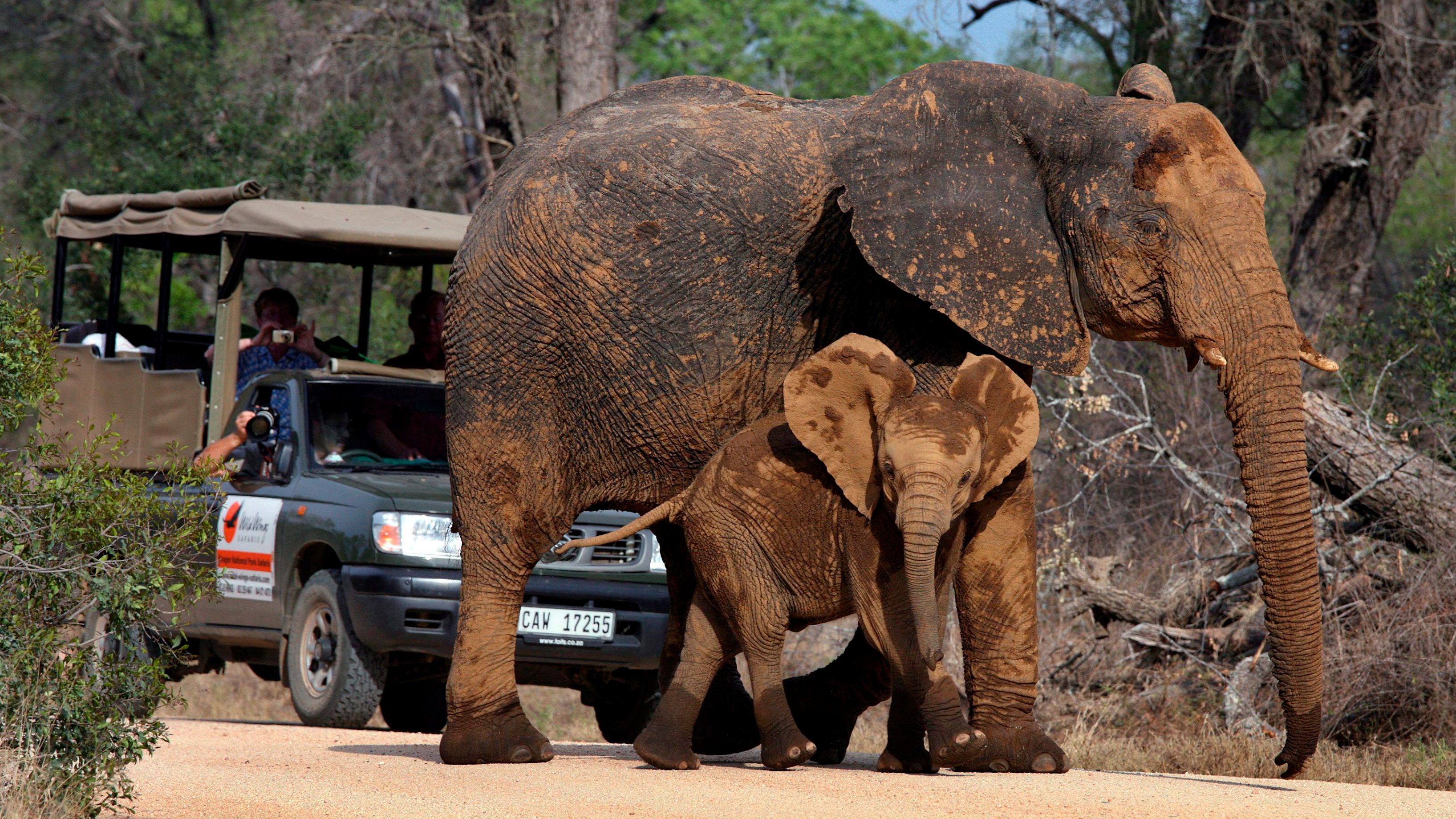 Un Turista Espa Ol Muere Aplastado Por Un Elefante En Sud Frica