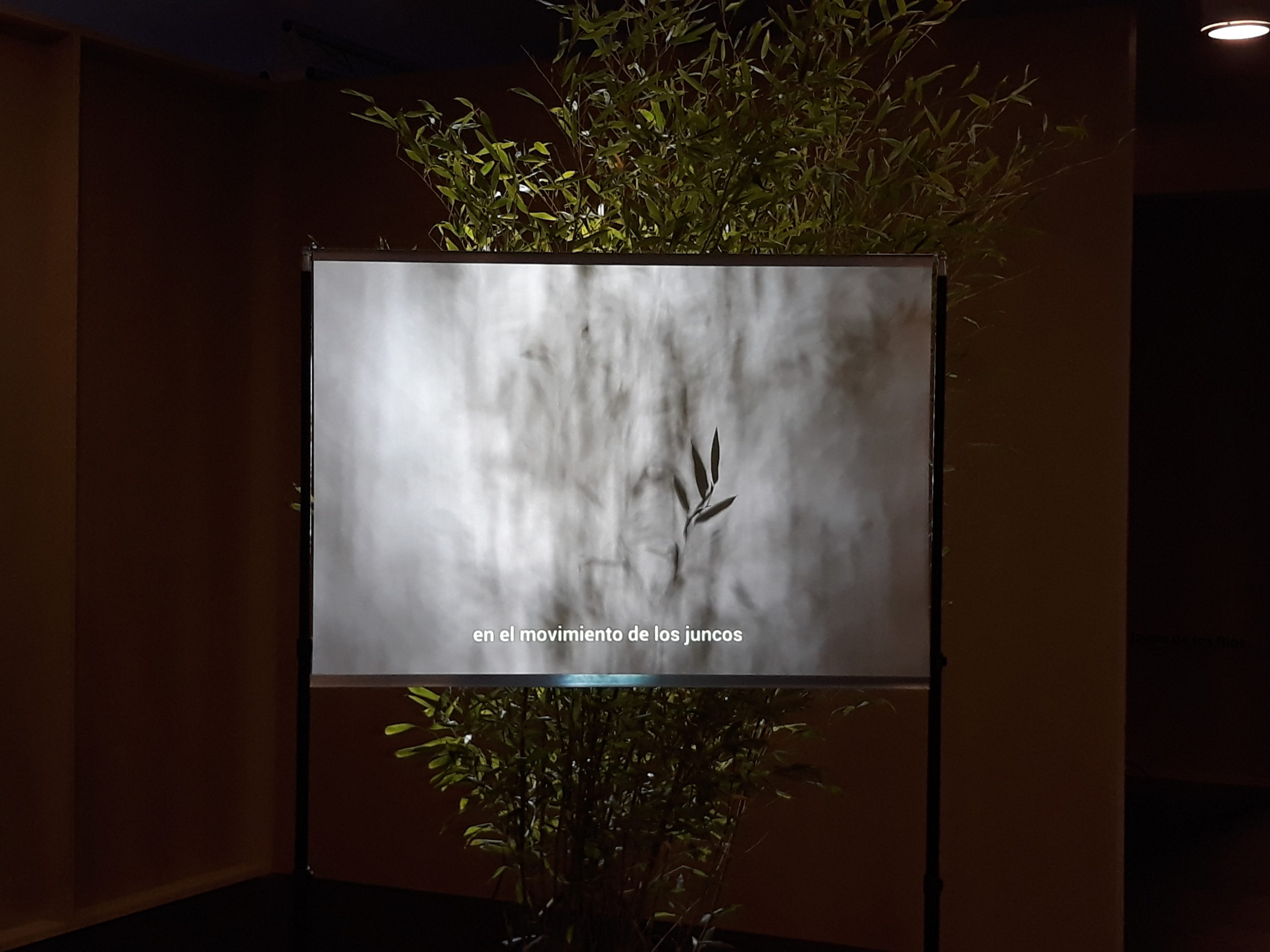 LA VIBRACIÓN DE LOS JUNCOS (2019), obra de Abelardo Gil-Fournier (España)