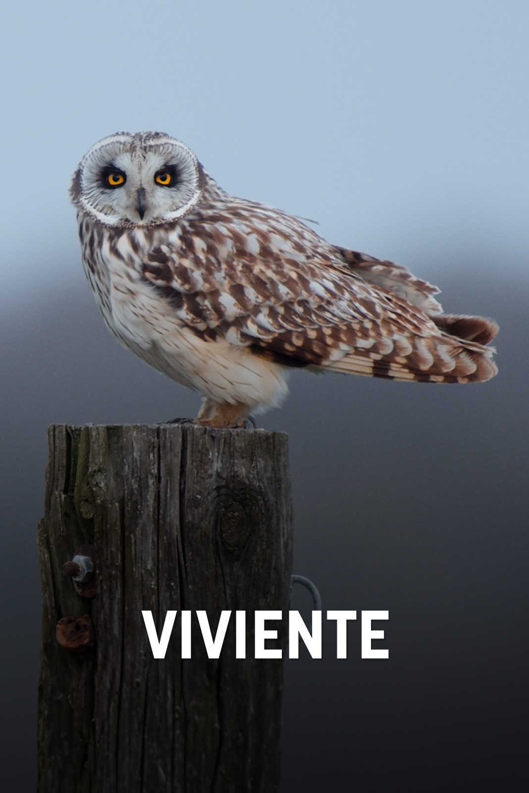 Viviente