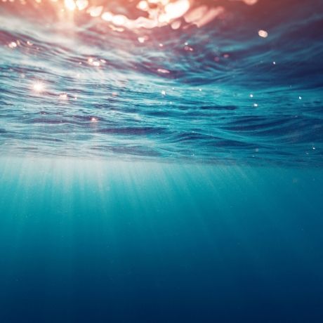 Planeta vivo - Declive de virus marinos - 05/11/25