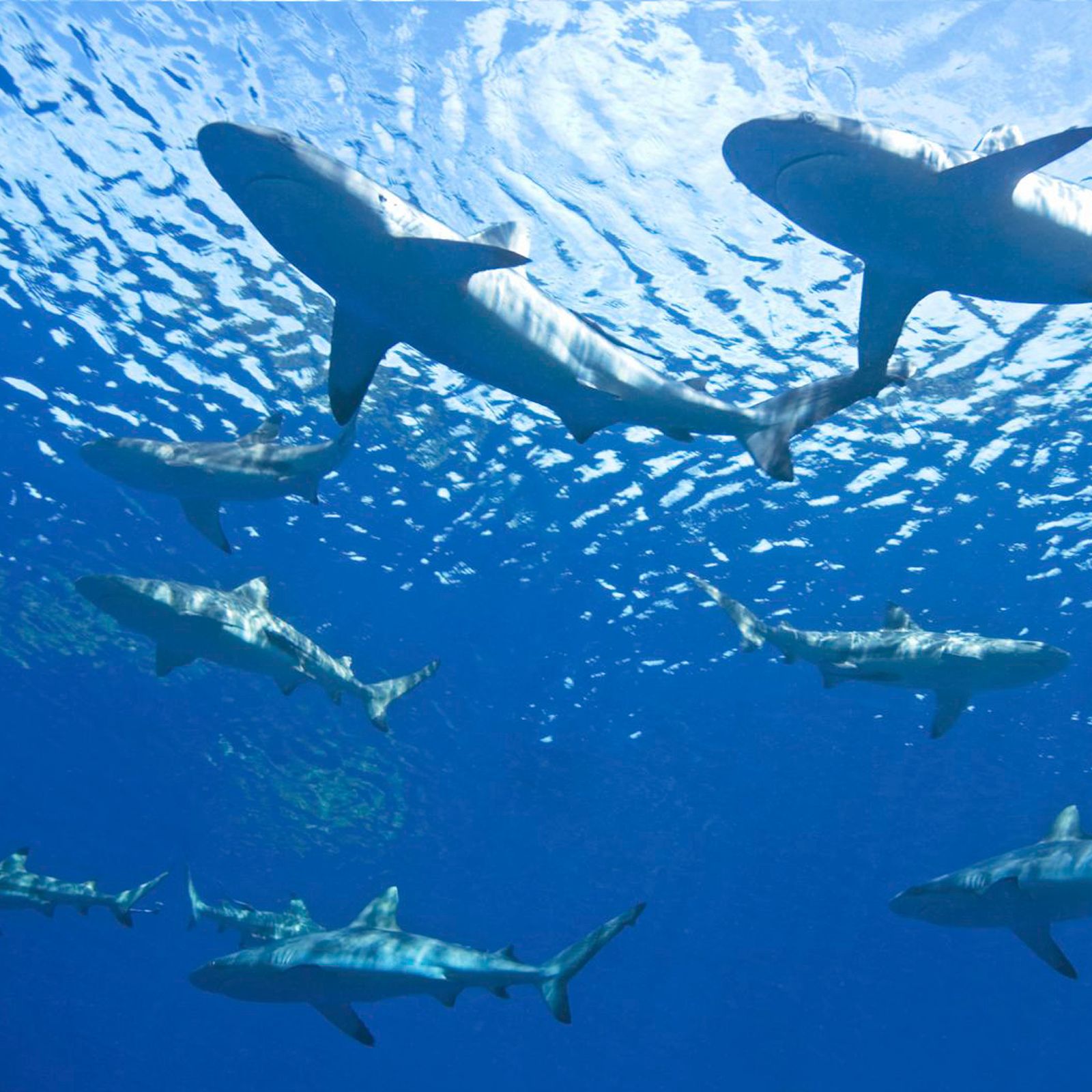 Españoles en la mar - Zonas clave para conservar tiburones en el Mediterráneo - 12/06/26 episode artwork