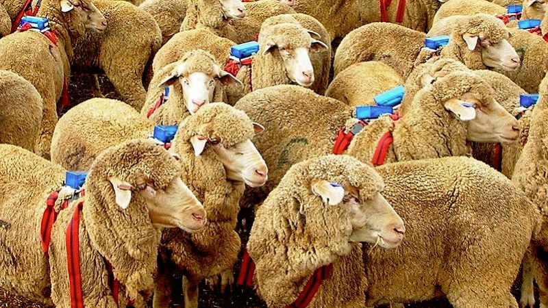 Dos sencillas reglas explican el éxito de los perros pastores para guiar los rebaños de ovejas