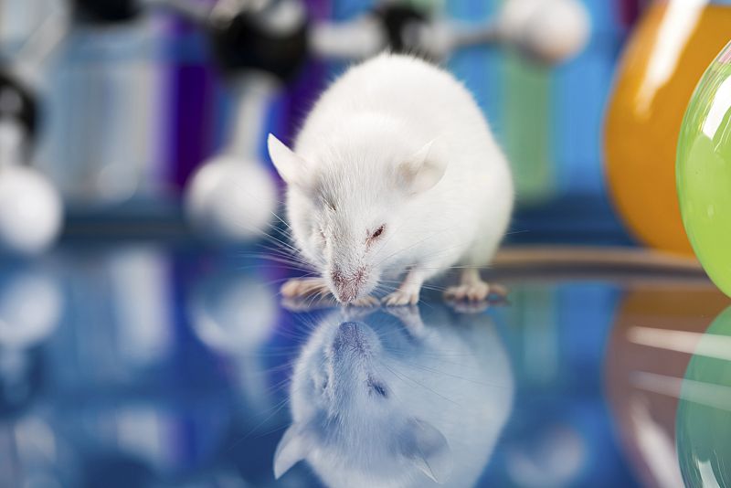Un experimento en ratones convierte en placenteros los recuerdos desagradables