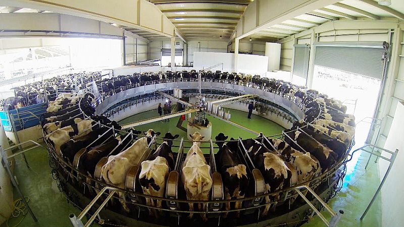 Bruselas dará ayudas al almacenamiento de lácteos para compensar el veto ruso