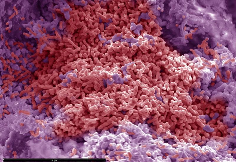 Hallan una gran colonia de bacterias extremófilas a 150 metros en una mina de cobre en Sevilla