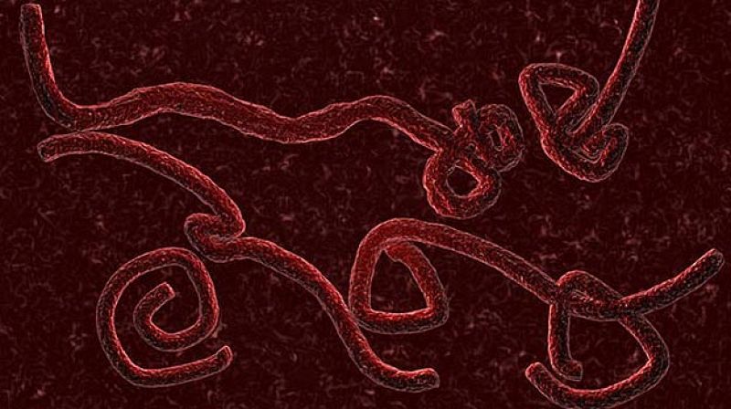 El fármaco contra el ébola ZMapp demuestra el 100% de efectividad en primates