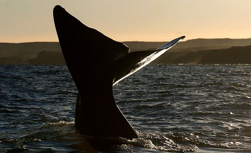 El futuro de las ballenas se decide en Chile