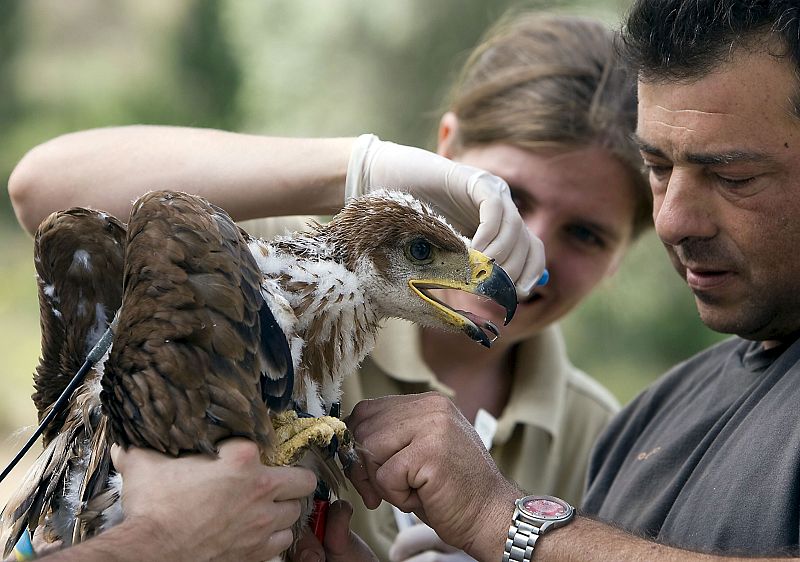 La población de águilas imperiales se duplica en Andalucía en ocho años
