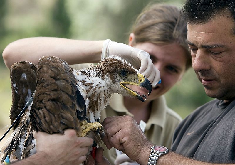 La población de águilas imperiales se duplica en Andalucía en ocho años