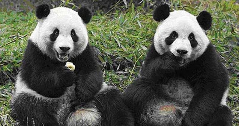 El último conservador de Escocia