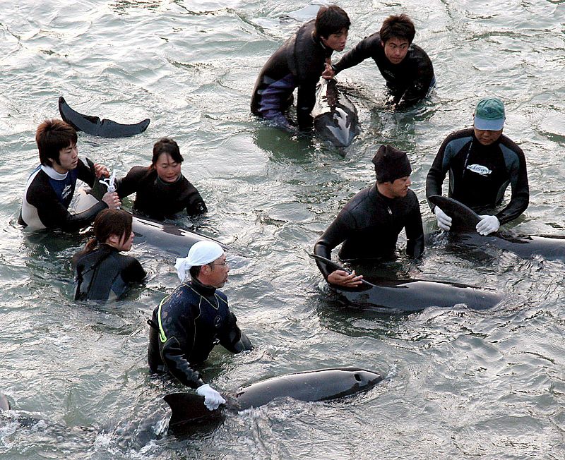 Comienza en Japón la temporada de caza de delfines entre las quejas de ONG internacionales