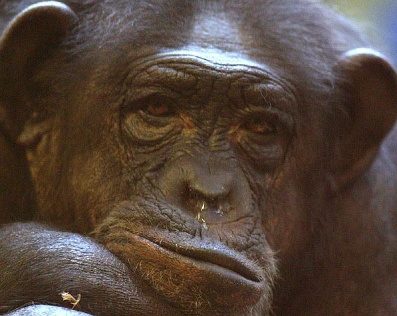 El Congreso reconoce los derechos a la vida y a la libertad de los grandes simios
