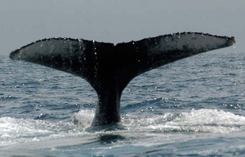 La población de ballenas descenderá un 30% por los efectos del cambio climático en el hielo polar
