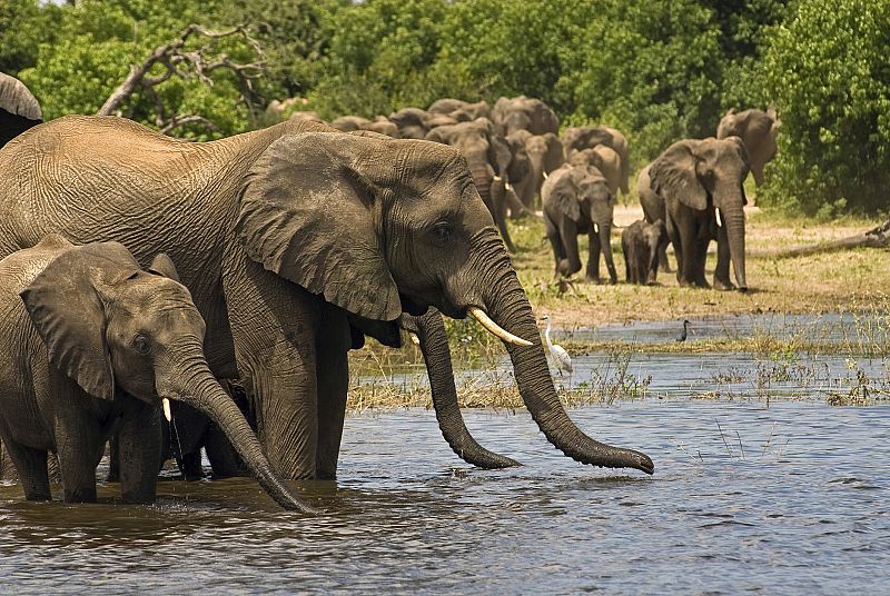 La fauna del planeta es la mitad de lo que era hace 40 años, según WWF