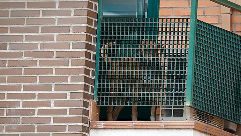 Sacrifican a Excalibur, el perro de la auxiliar de enfermería contagiada por ébola