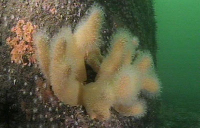 Oceana muestra la riqueza de los fondos marinos gallegos para que aumente su protección