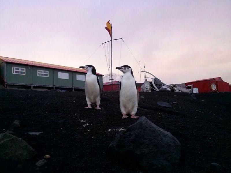 El Ejército de Tierra apoyará 15 proyectos científicos en su Campaña Antártica 2014