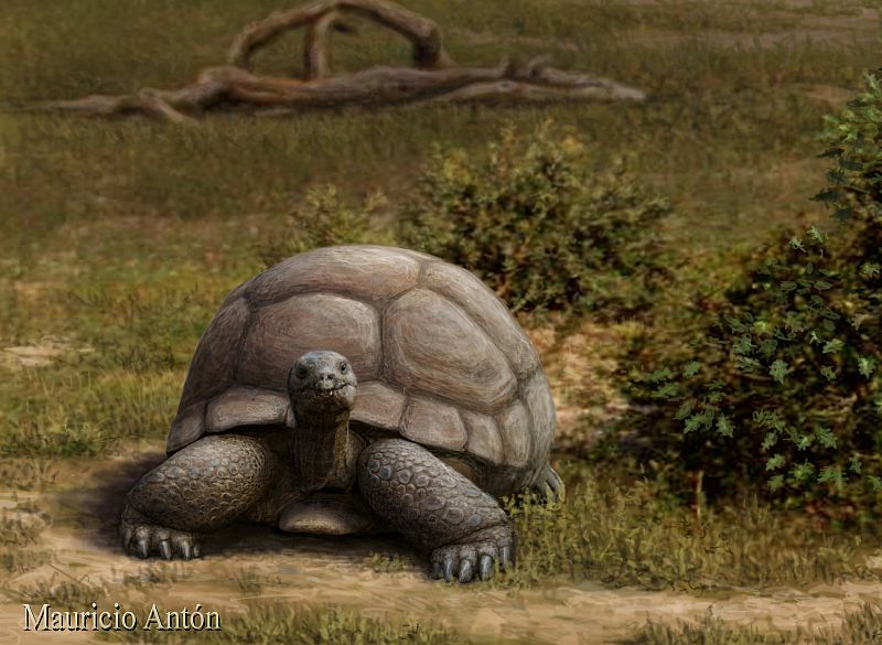 Tortugas de hasta dos metros de longitud caminaban por Madrid hace 15 millones de años