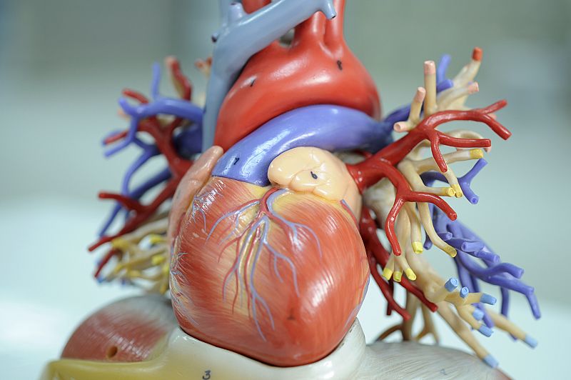 Científicos consiguen regenerar y curar corazones de ratón que han sufrido un infarto