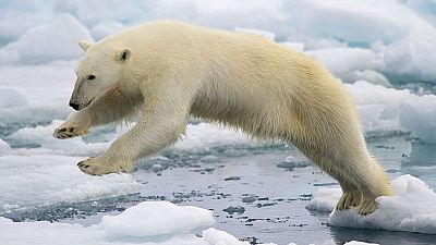 Nómadas - El Polo Norte, ansiado horror - 23/11/14 - escuchar ahora