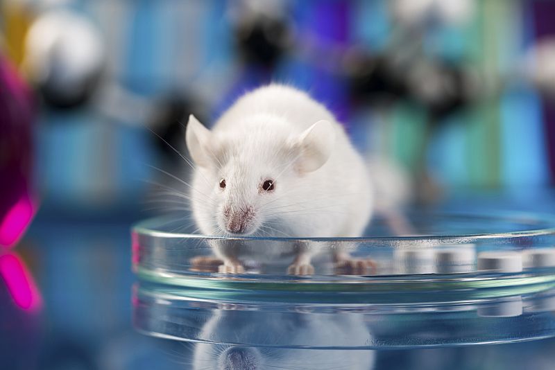 Humanos y ratones comparten un 'lenguaje' en su genoma que permitirá el estudio de enfermedades