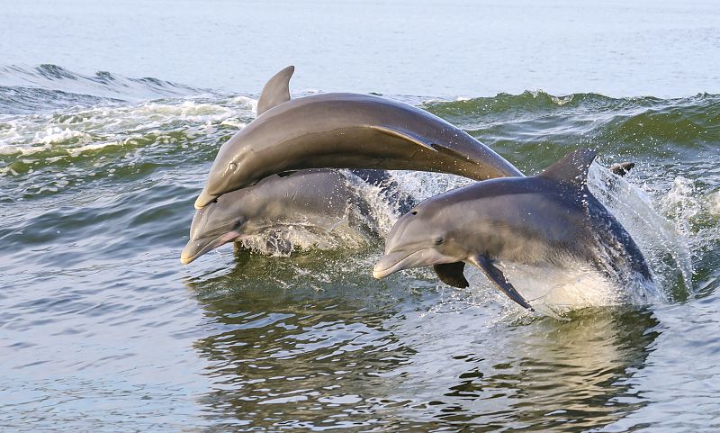 Confirman que los delfines mulares del Golfo de Cádiz y del Estrecho son especies distintas