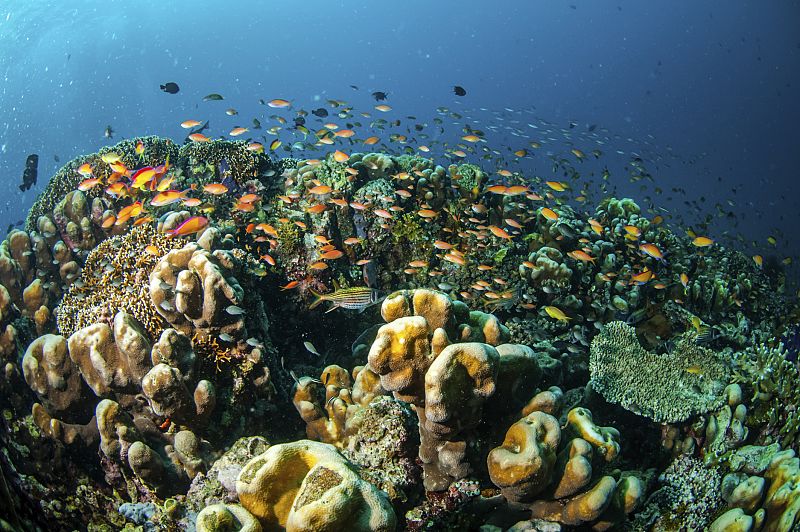 El coral se erosiona más con el aumento de la acidez del mar, según un estudio