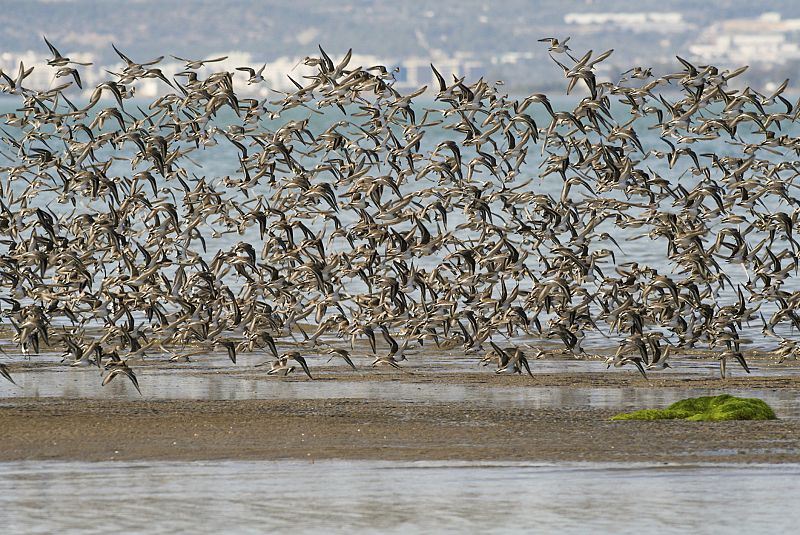España encabeza la lista de países de la UE con más zonas de protección de aves