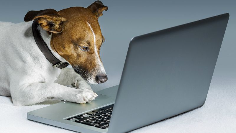 Las estafas en Internet alcanzan a los animales