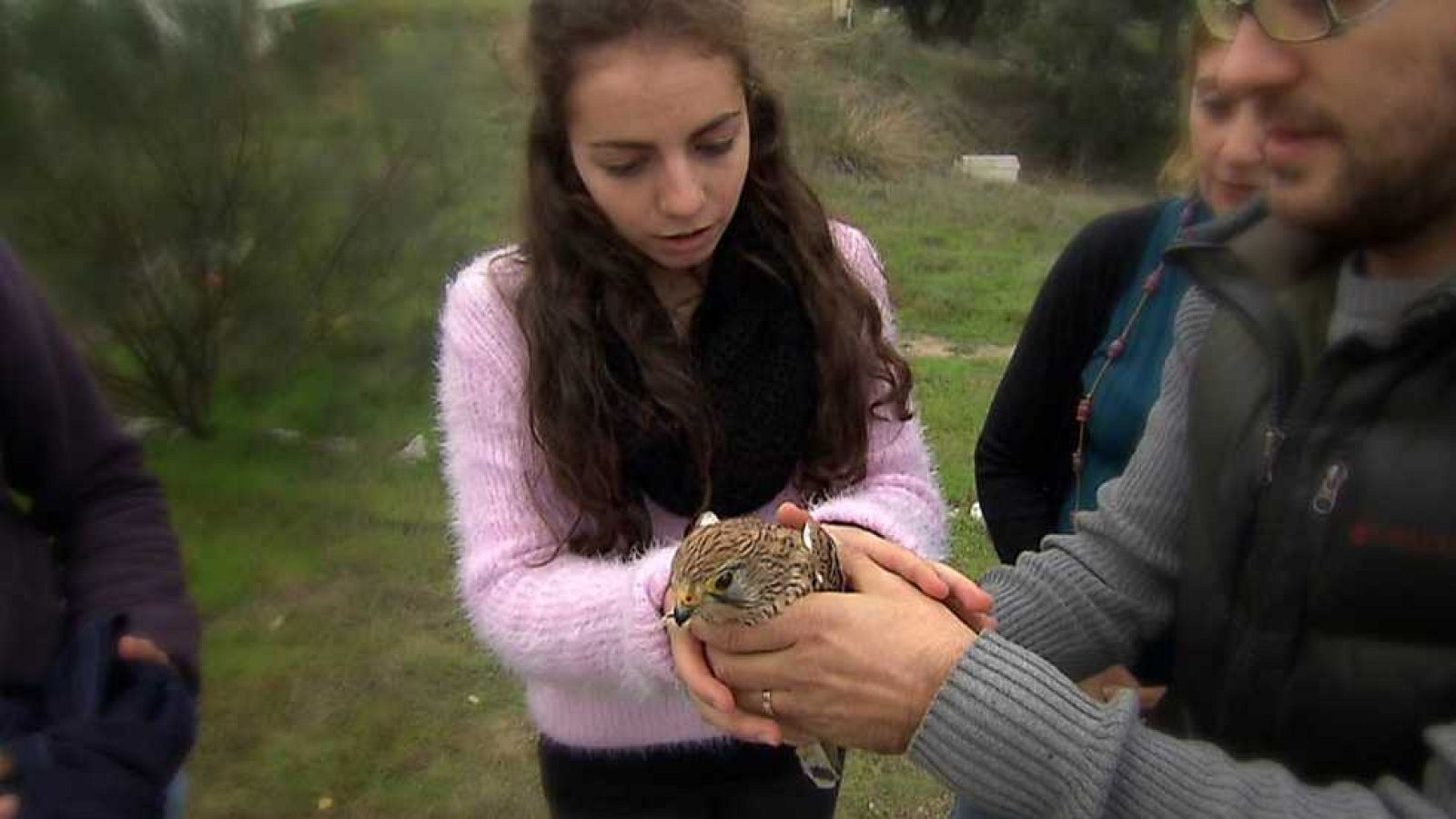 El escarabajo verde - Por amor al arte - ver ahora