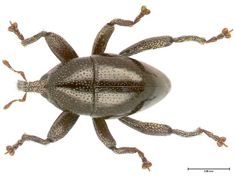 Científicos descubren en Indonesia 98 nuevas especies de escarabajo