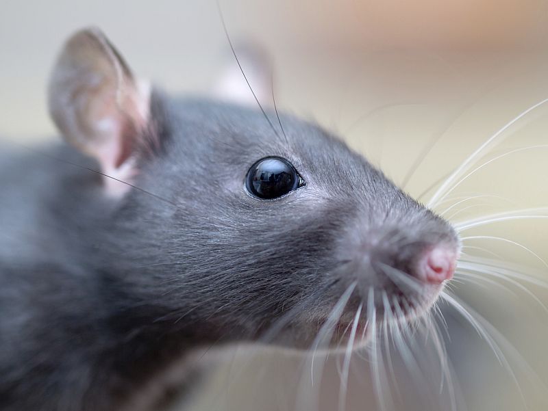 Logran regenerar pelo en ratones modificando células del sistema inmune